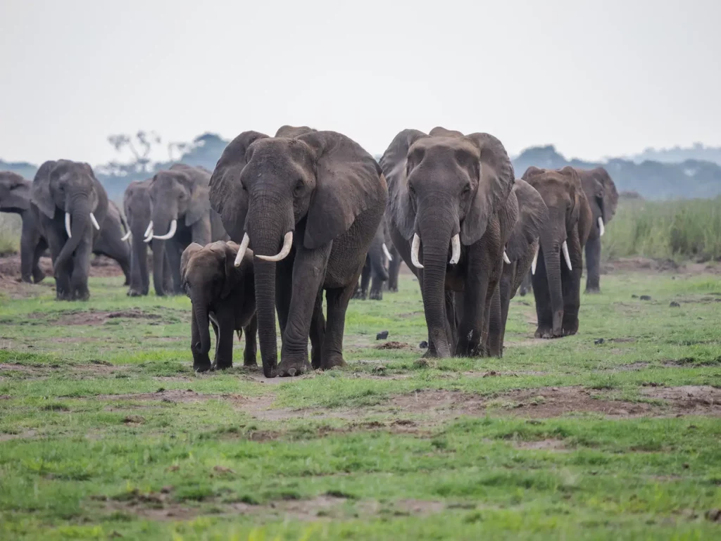 Elephant herd in Amboseli