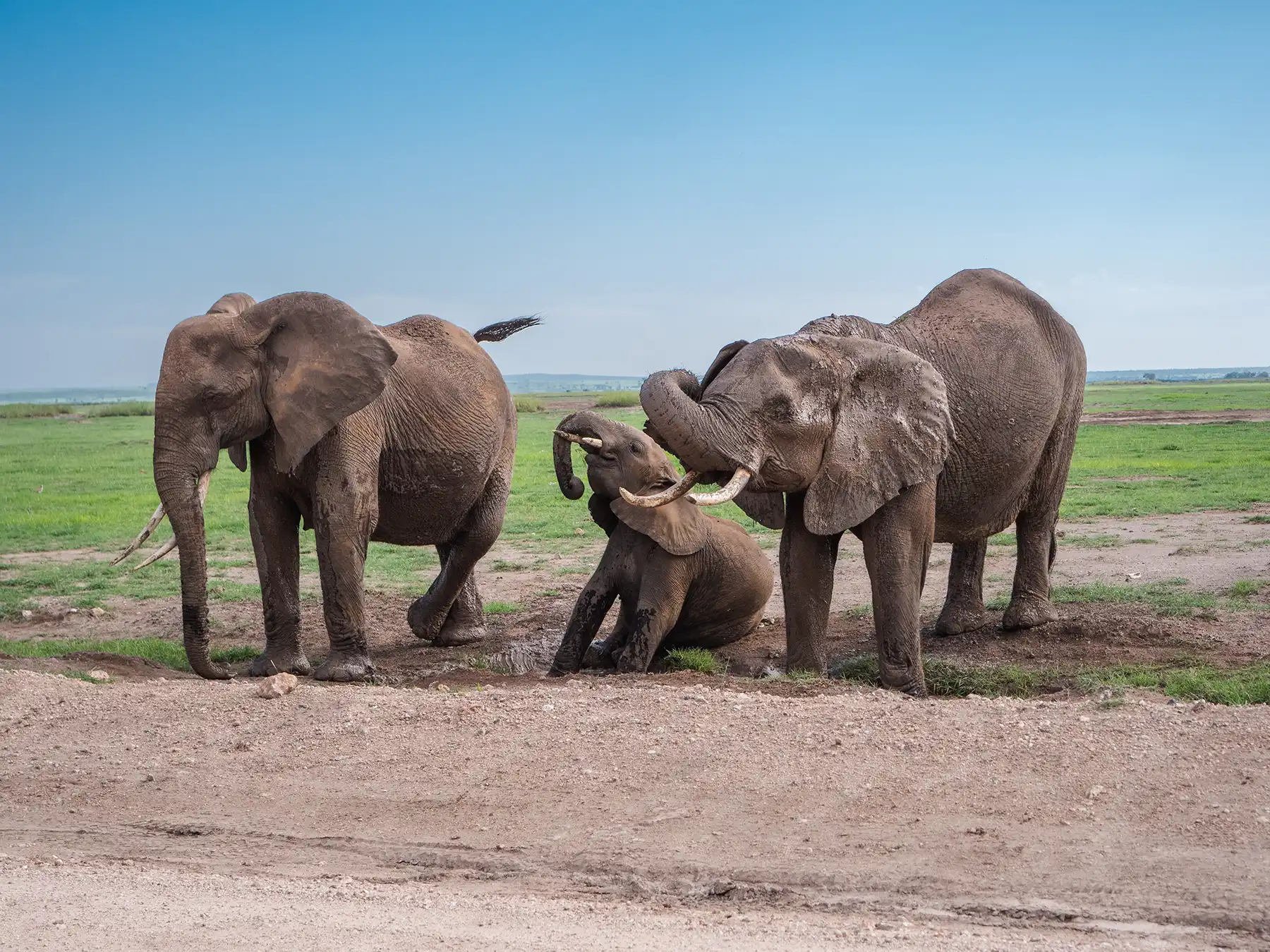 Elephants in Amboseli National Park in Kenya