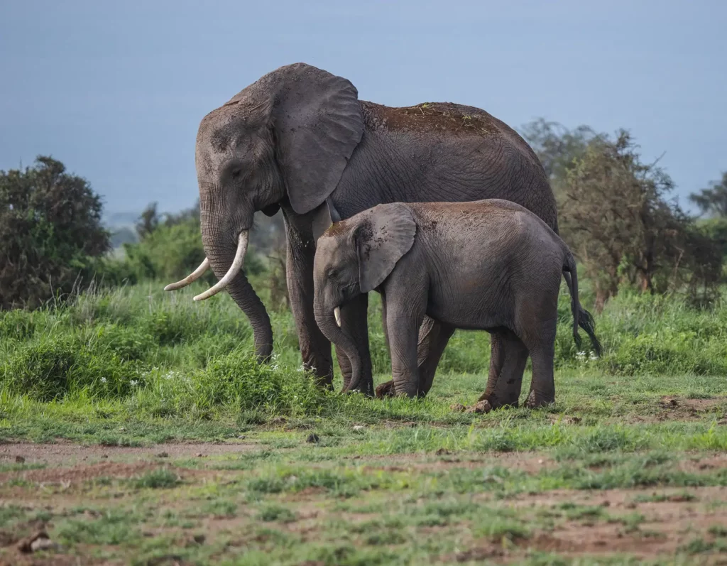A mother elephant and her baby in Amboseli National Park