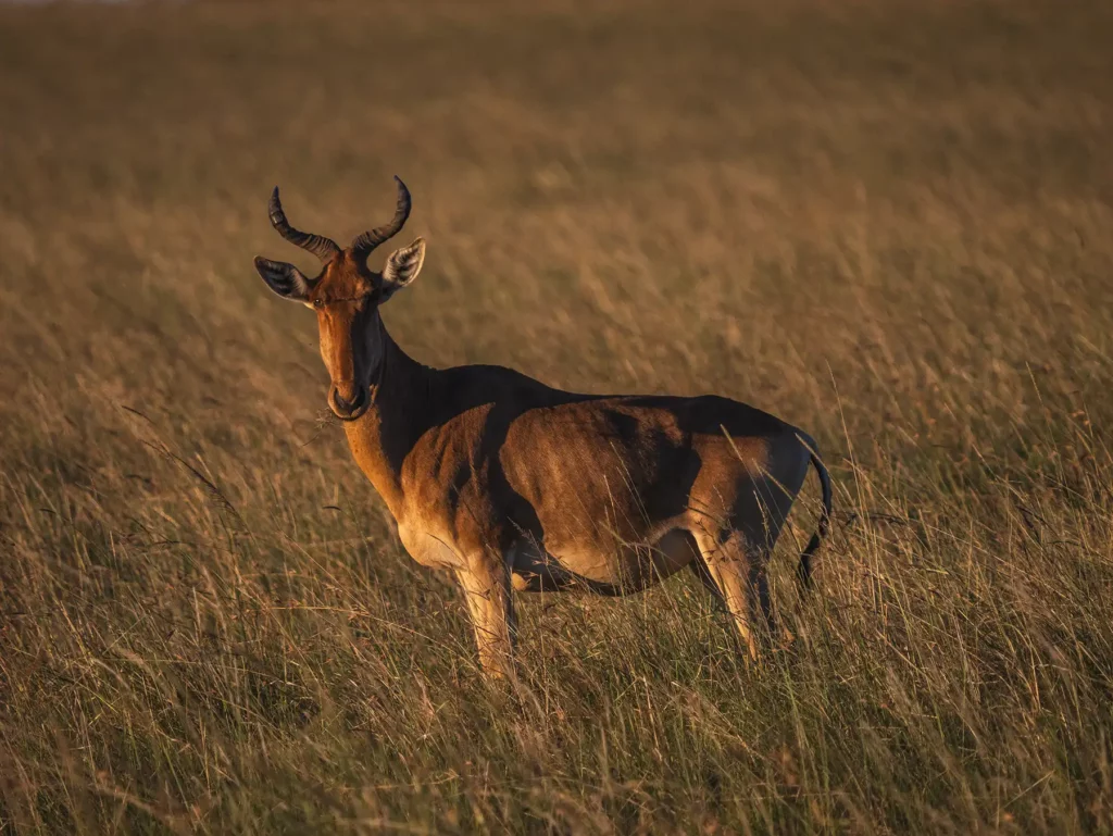 A hartebeest in the Masai Mara at golden hour