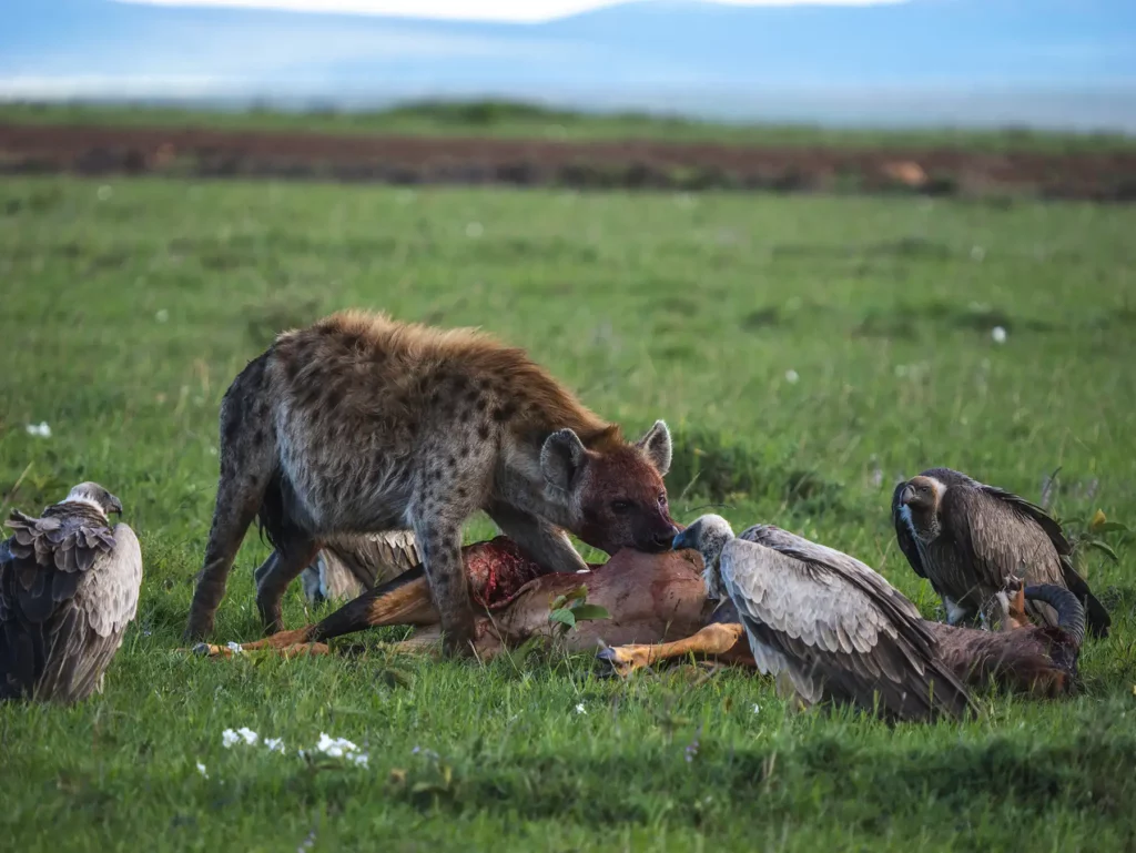 Hyena feeding on a topi kill, surrounded by vultures, in the Masai Mara