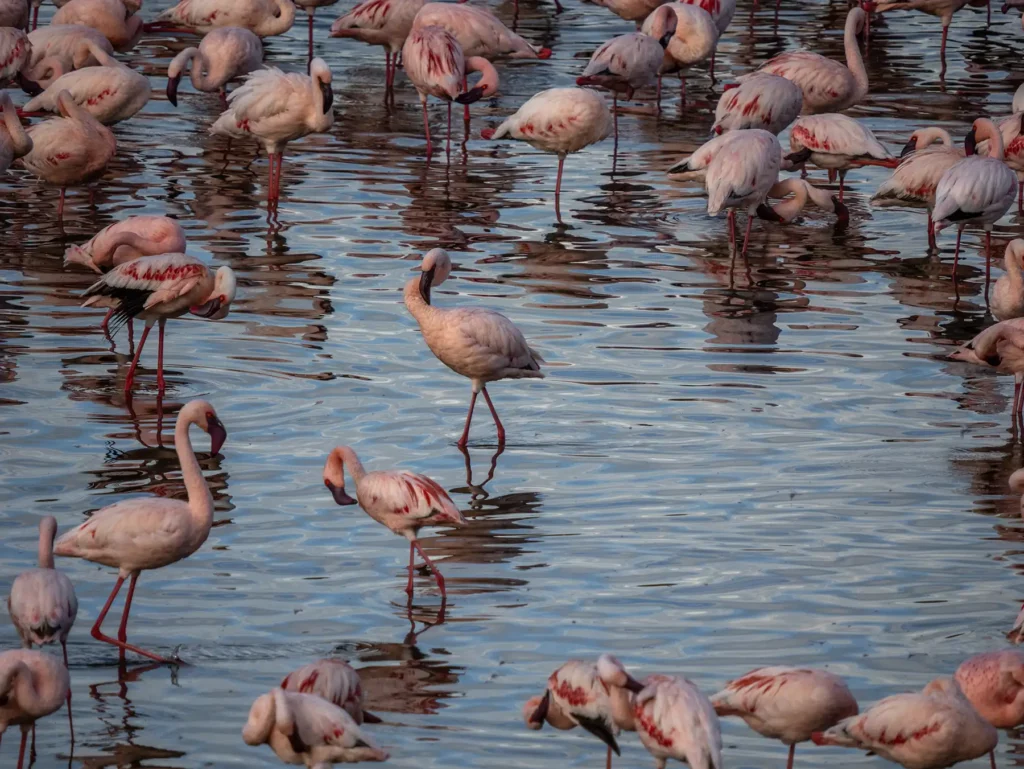 Flamingos in Lake Manyara National Park