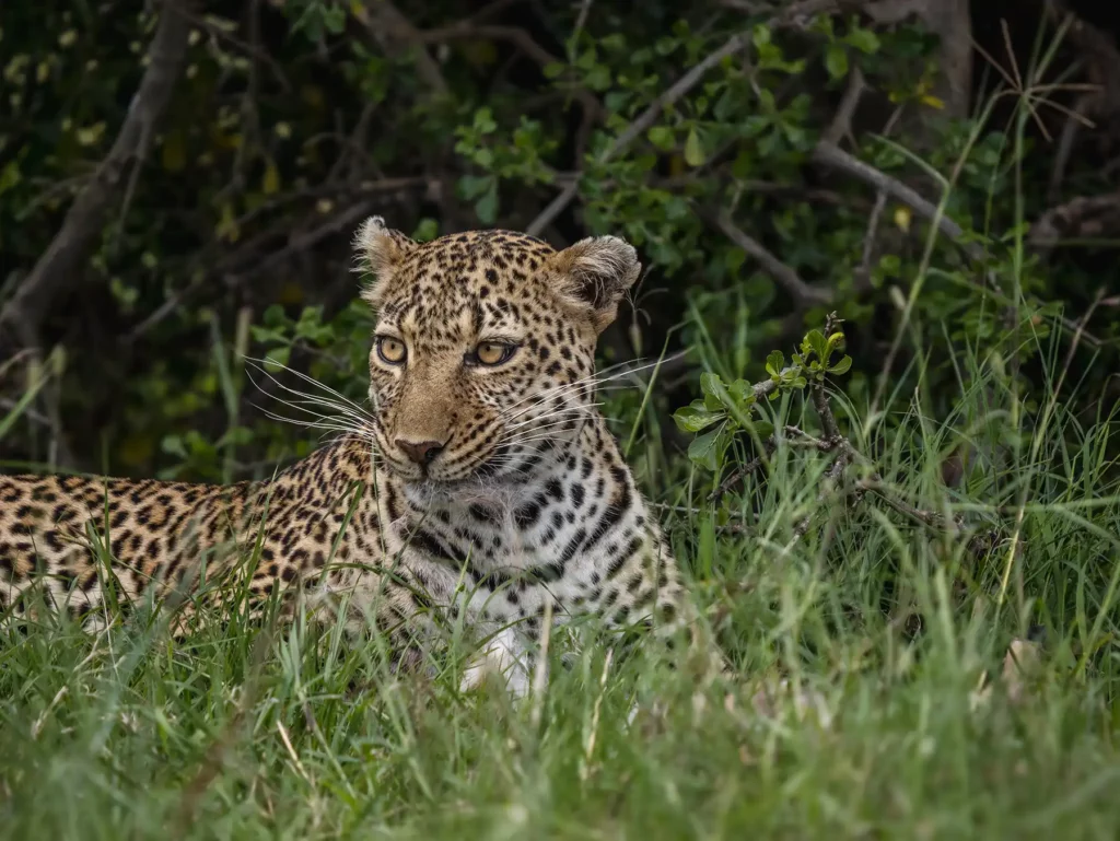 A leopard known as Luluka feeds on a gazelle kill in the Masai Mara