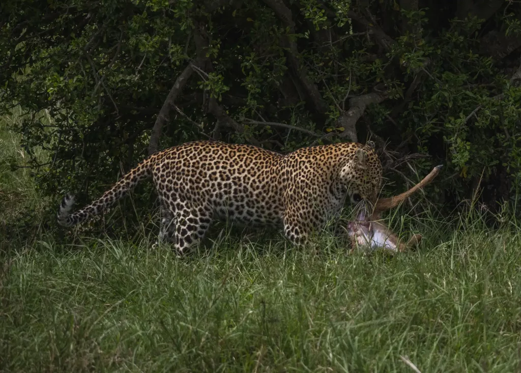 Leopard with a gazelle kill in the Masai Mara
