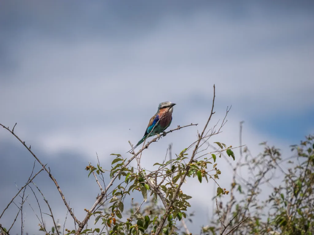 Lilac breasted roller bird in the Masai Mara