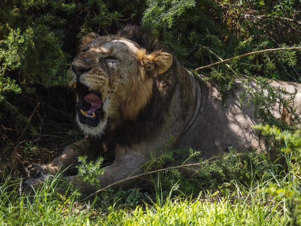 Male lion in Amboseli National Park, Kenya