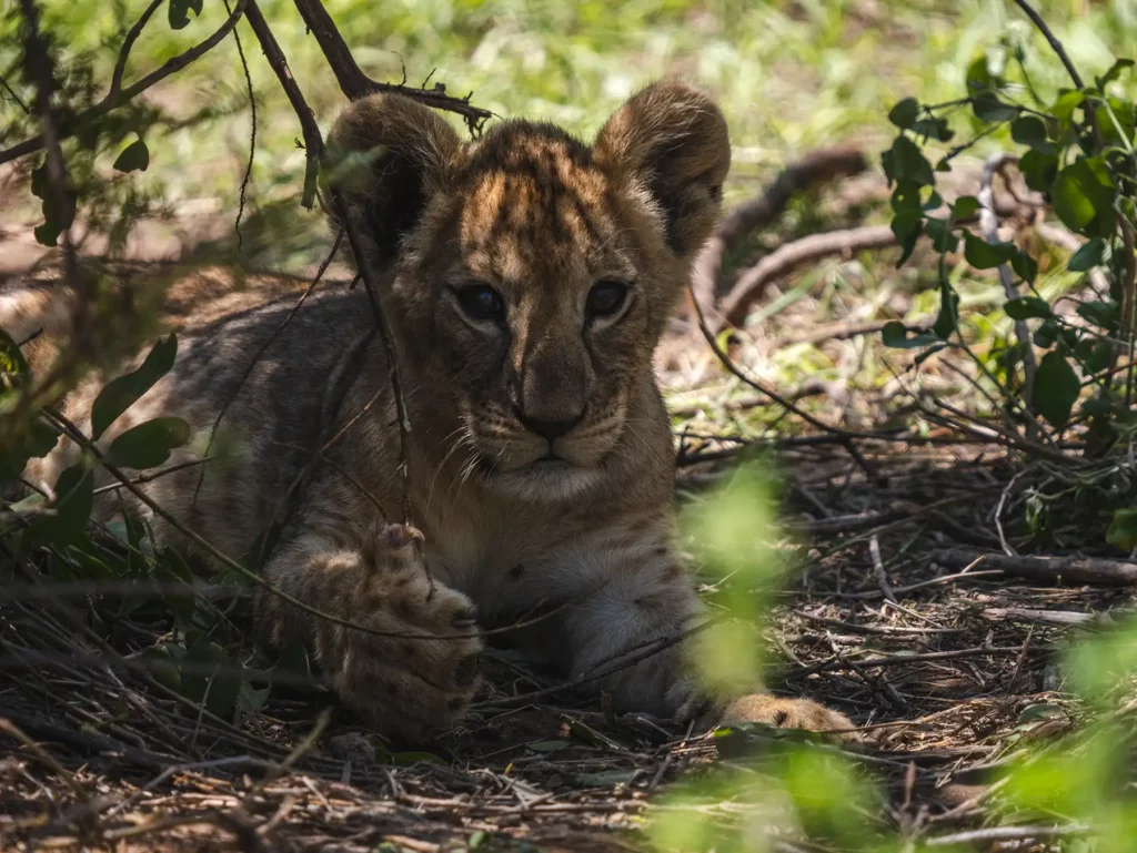 Lion cub in Amboseli National Park