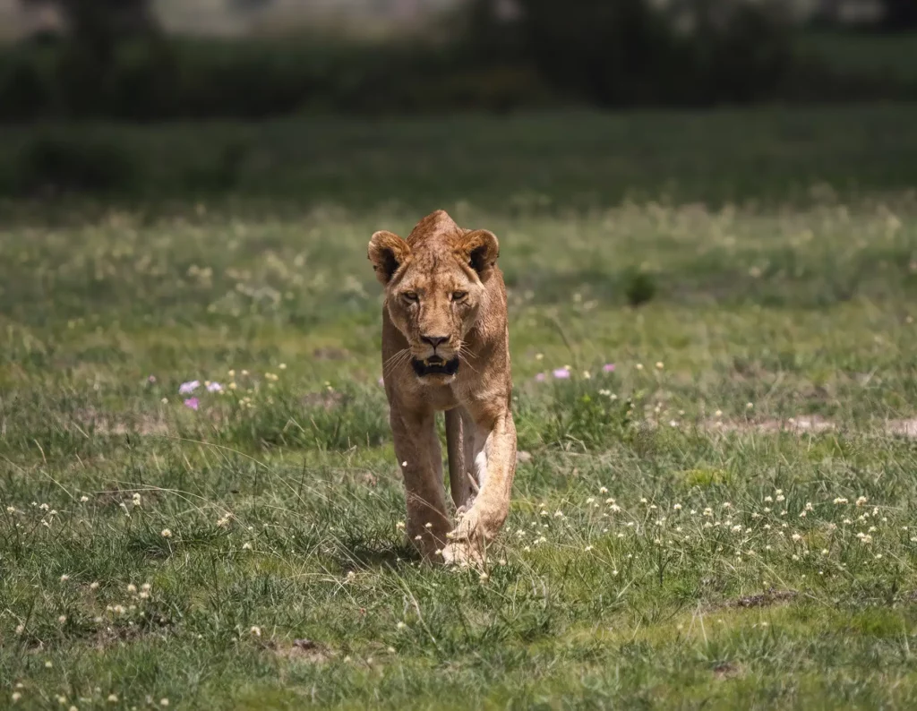 Lioness in Amboseli National Park, Kenya
