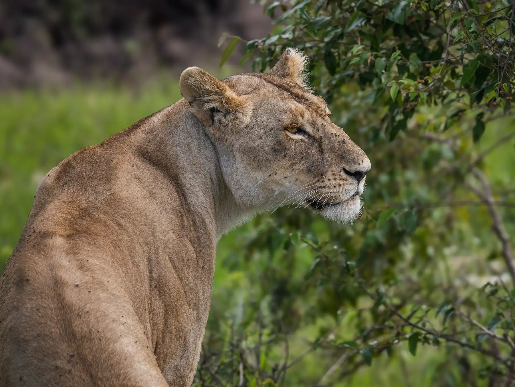 Lioness in Tsavo West National Park, Kenya