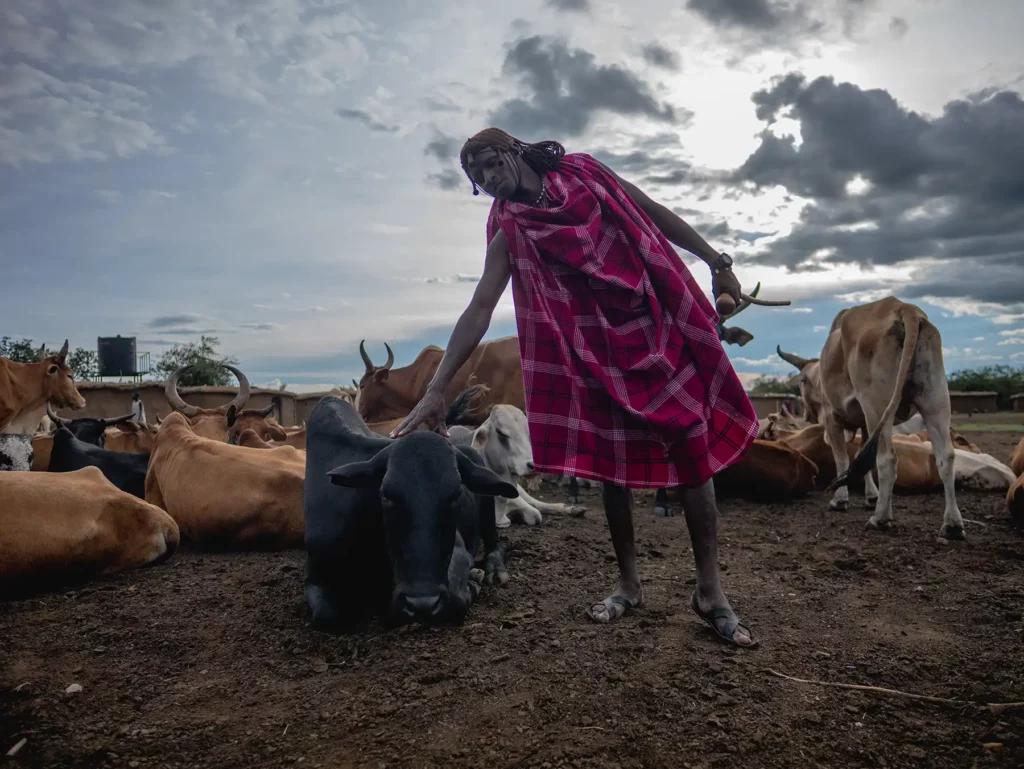 Maasai warrior with his cattle in Kenya