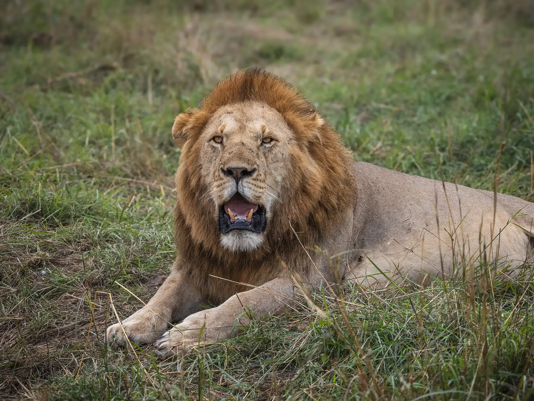 A male lion, one of the dominant males of the Topi Pride in the Masai Mara