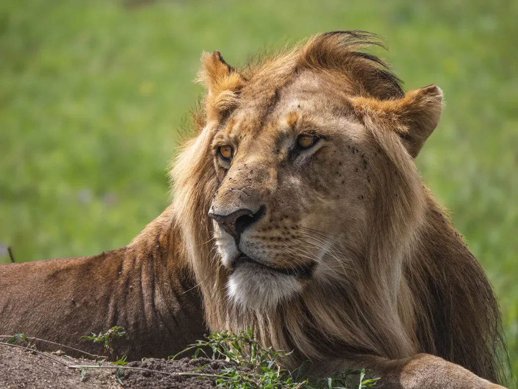 Male lion in the Masai Mara National Reserve, Kenya