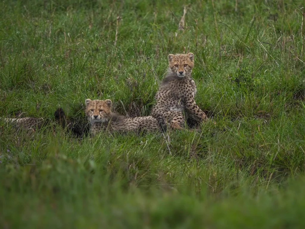 Cheetah cubs in the Masai Mara, Kenya
