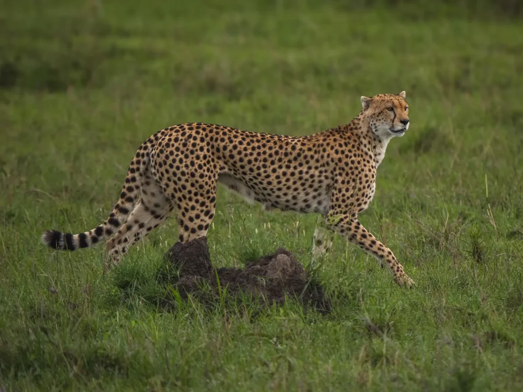 Female cheetah known as Nashipai in the Masai Mara
