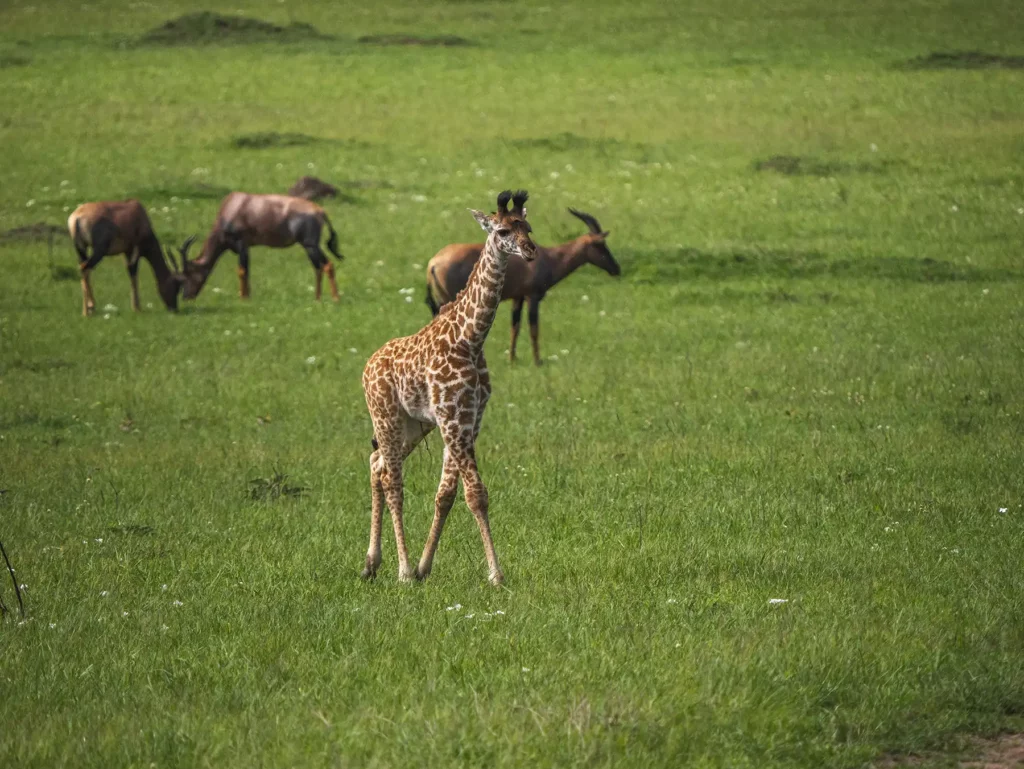 A baby giraffe strolling through the plains in the Masai Mara