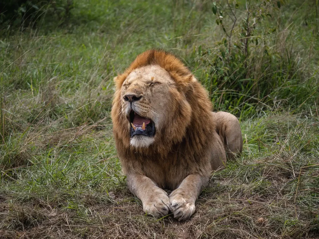Male lion from Topi pride in the Masai Mara