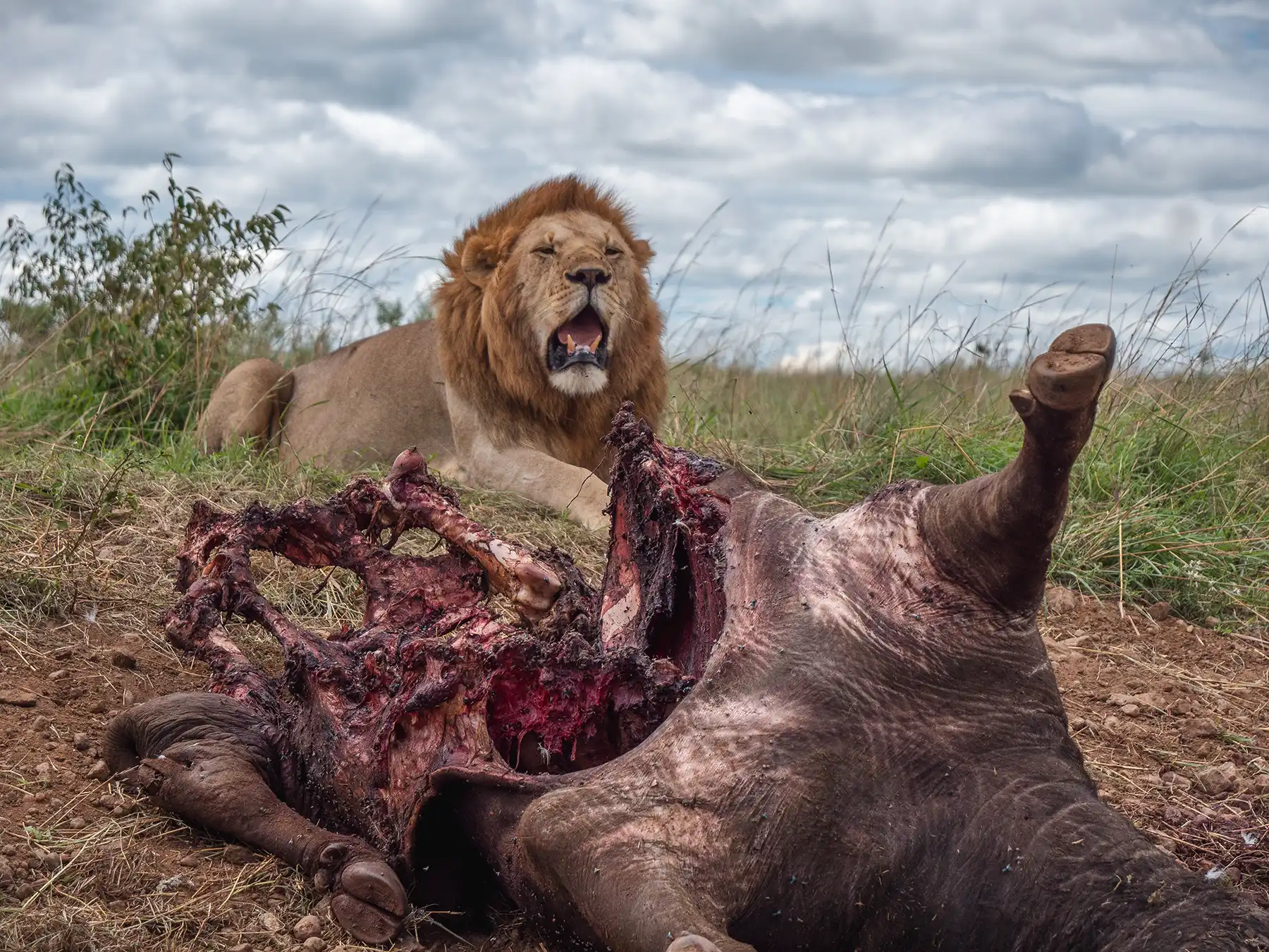 Male lion with a buffalo kill in the Masai Mara National Reserve