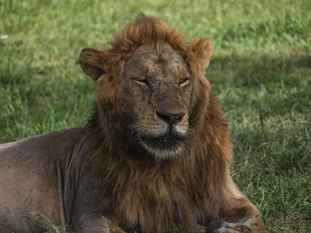 Male lion in the Masai Mara National Reserve in Kenya