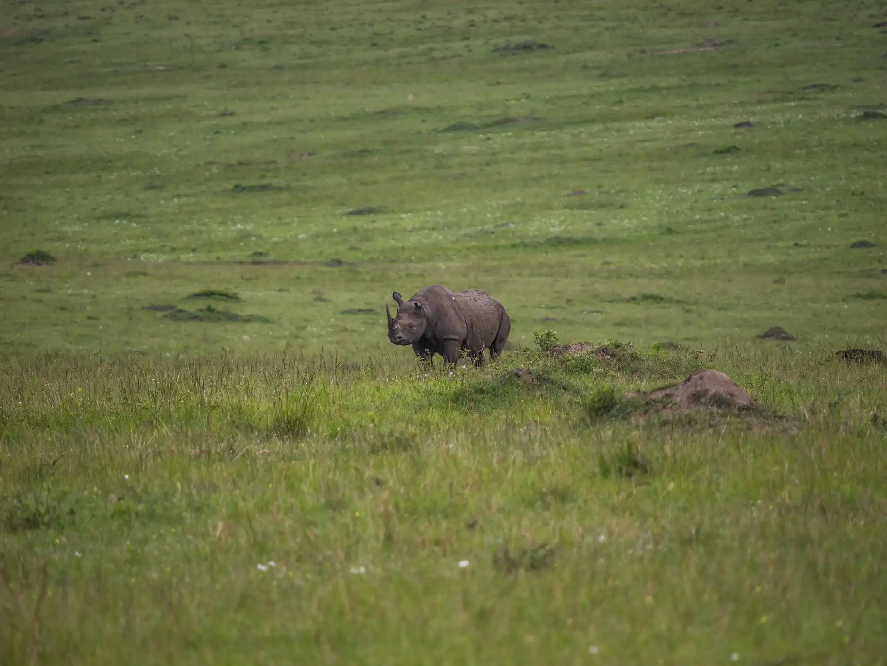 A black rhino in Kenya