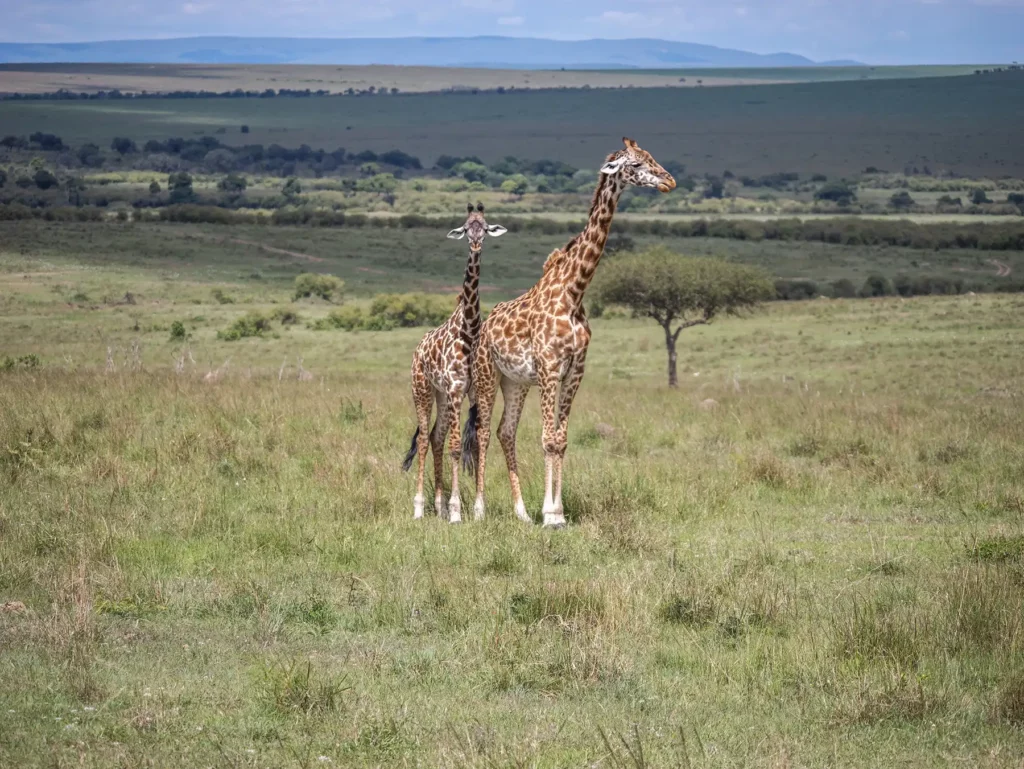 A giraffe with its baby in the Masai Mara