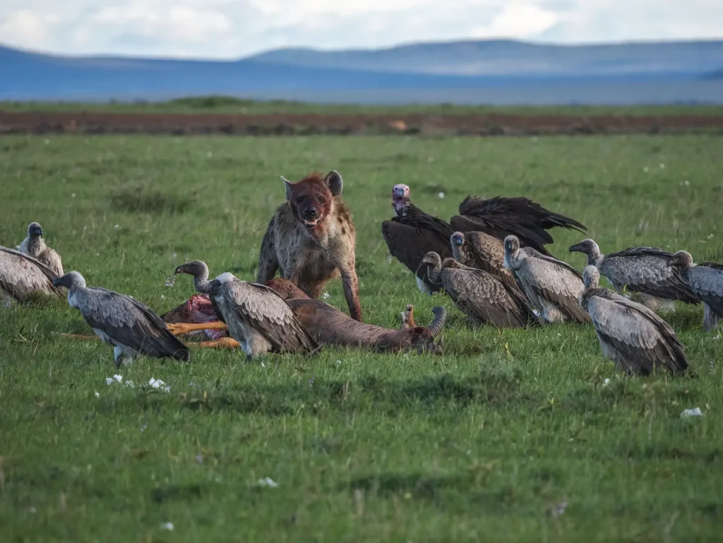 Hyena feeding on a topi whilst surrounded by vultures in the Masai Mara