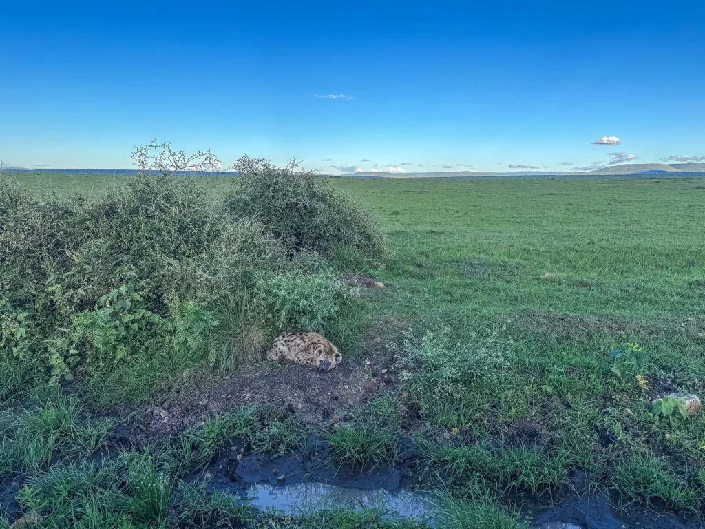 Young hyena resting in the Masai Mara