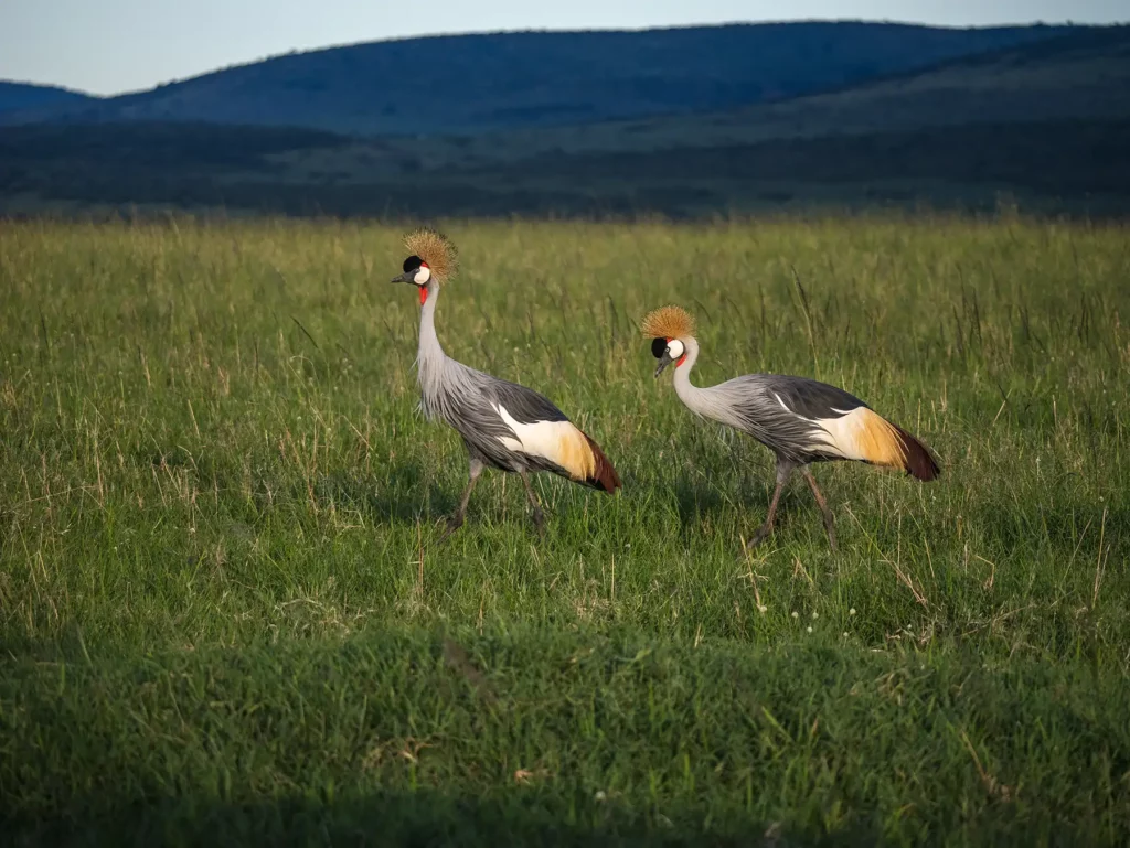 A pair of grey crowned cranes in Masai Mara