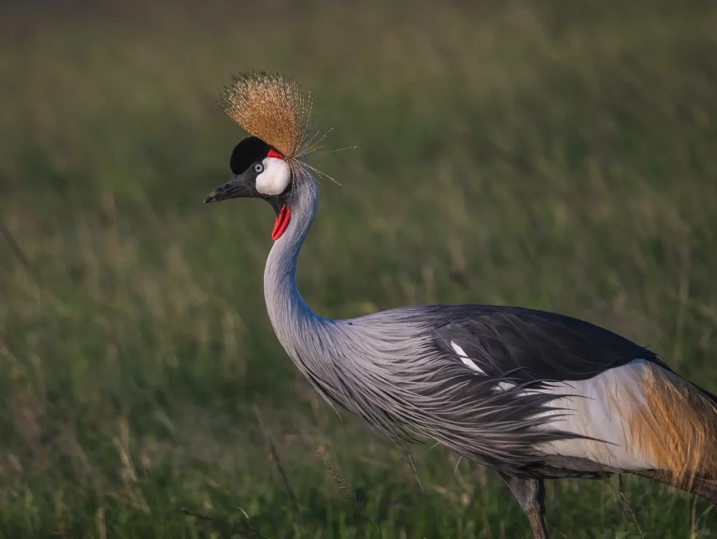 A grey crowned crane in the Masai Mara, Kenya