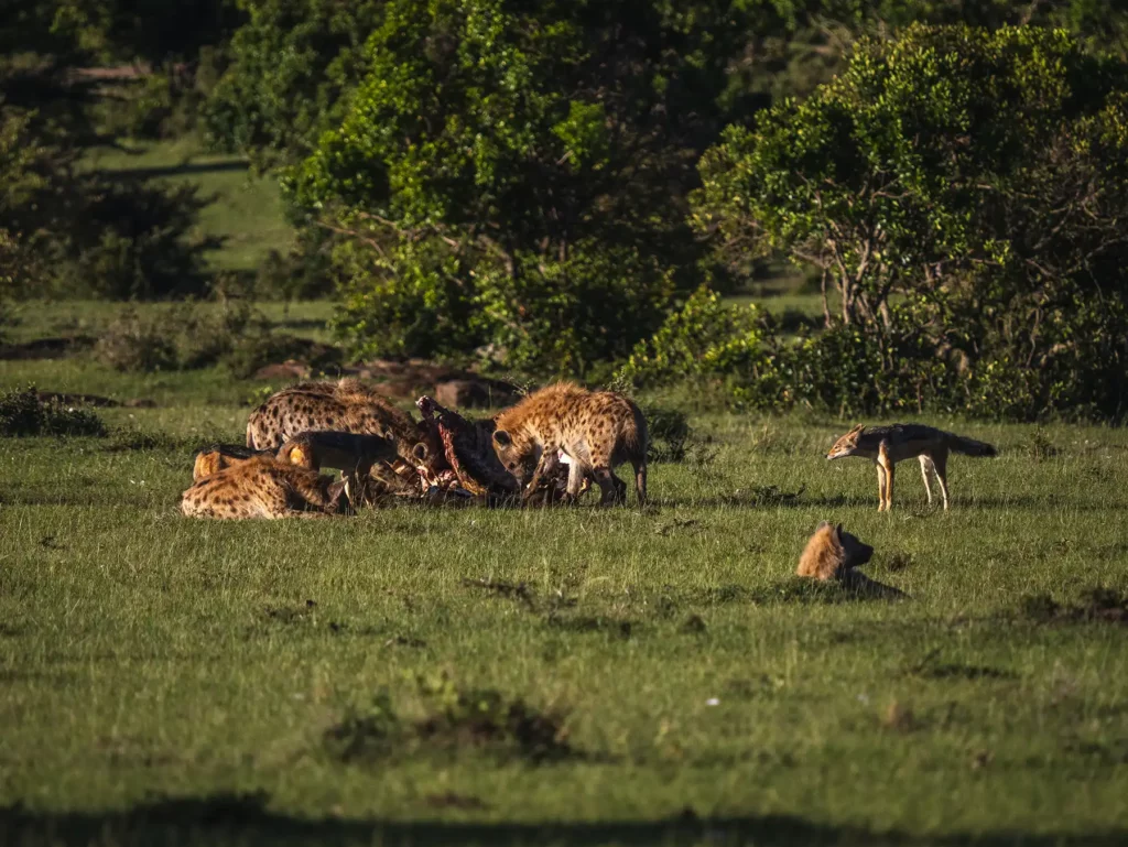 A hyena clan and a pair of jackals squabble over a kill in the Masai Mara