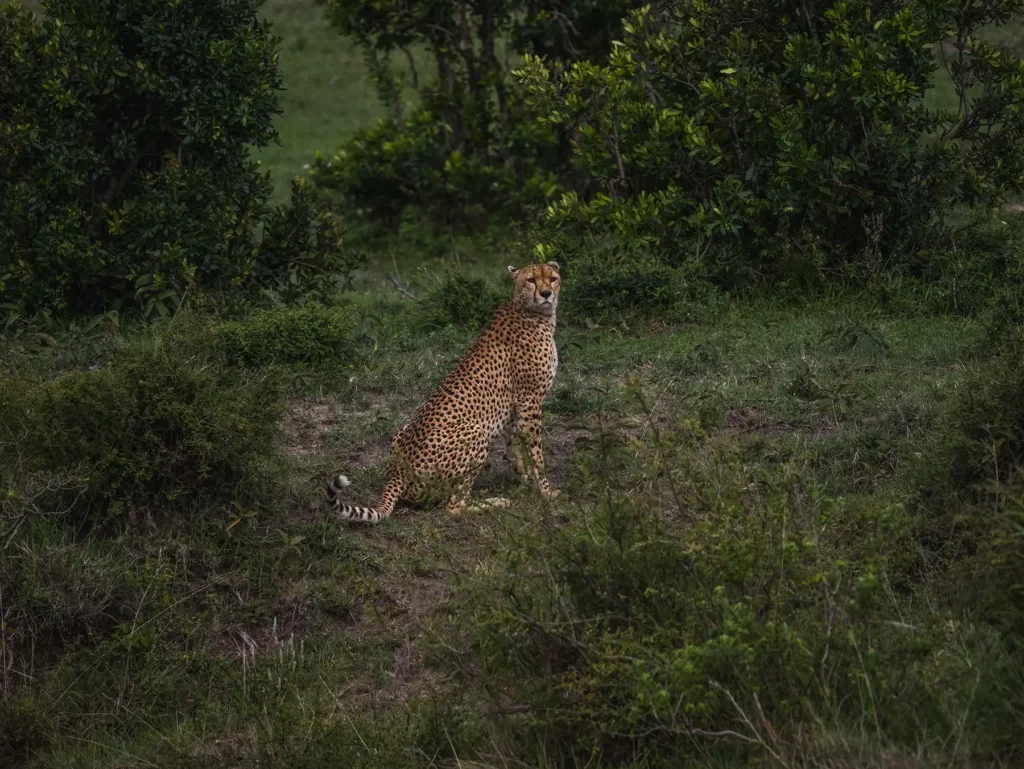 Male cheetah in the Masai Mara National Reserve