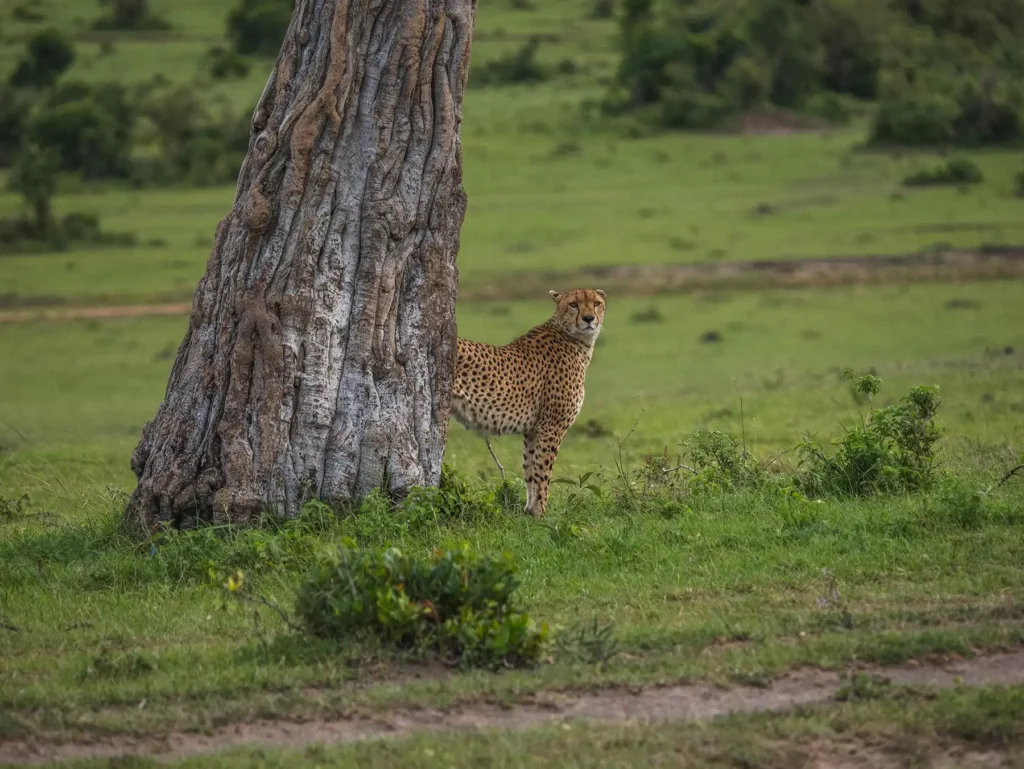 Male cheetah patrolling his territory in the Masai Mara