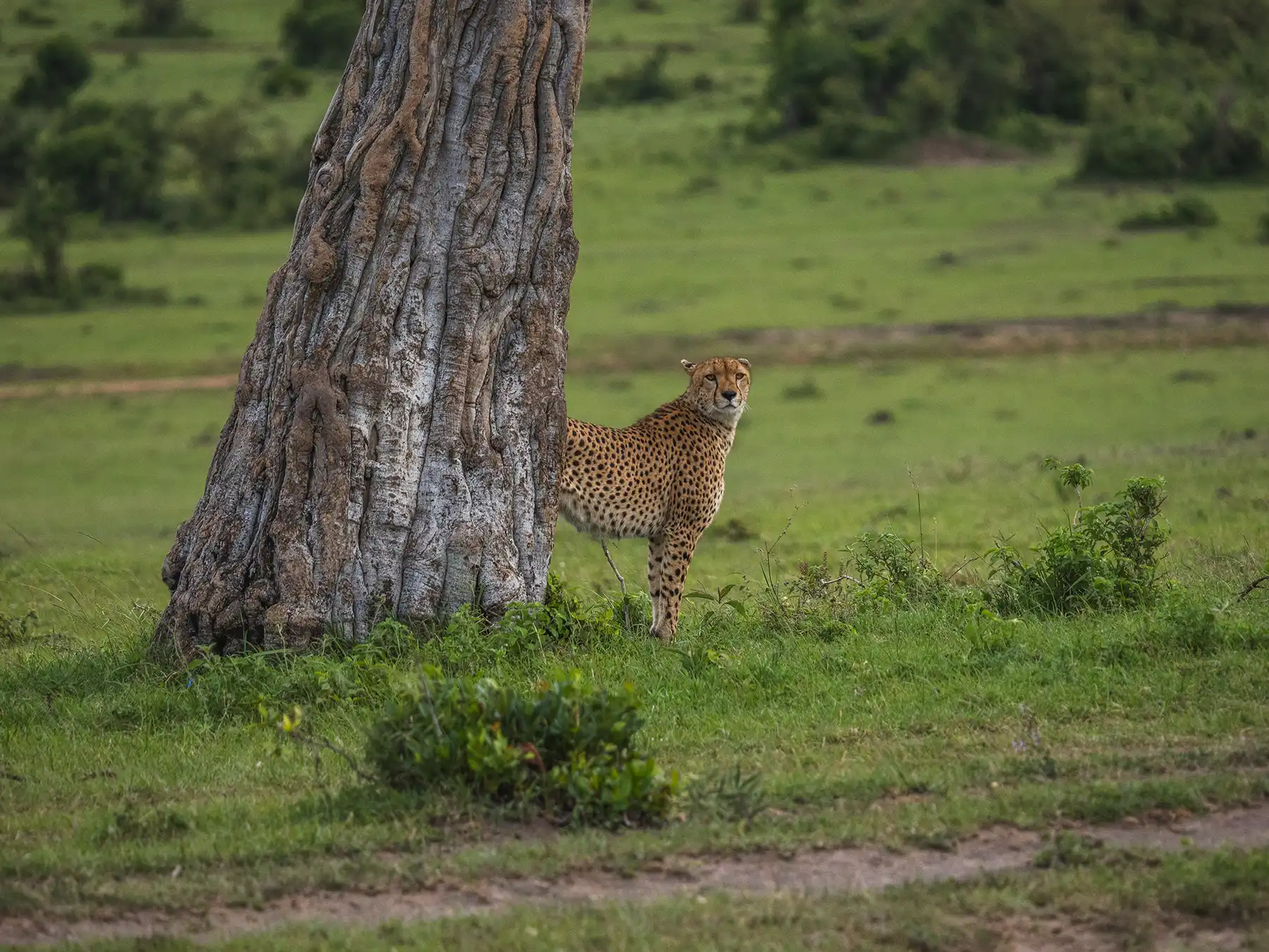 Male cheetah patrolling his territory in the Masai Mara