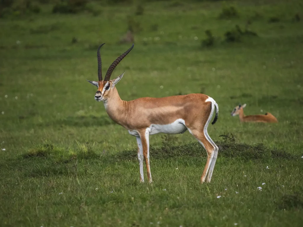 Grant gazelle in the Masai Mara