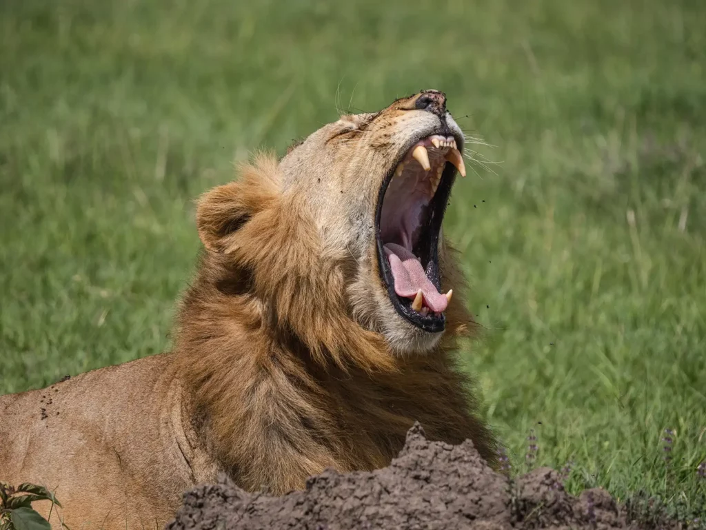 Yawning lion in the Masai Mara