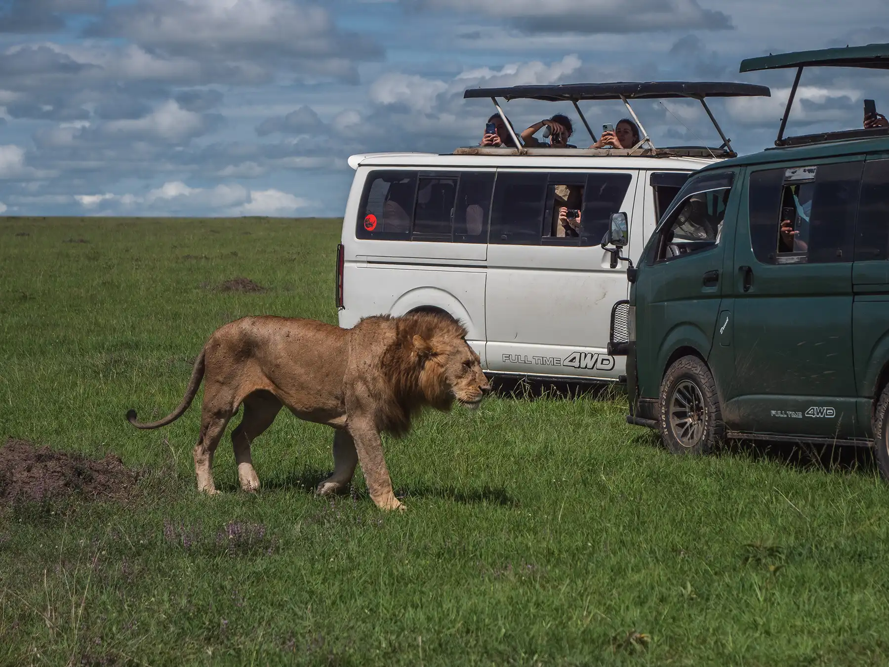 Lion in the Masai Mara in Kenya.
