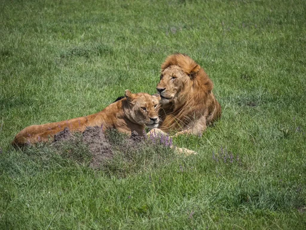 A pair of lions in the Masai Mara