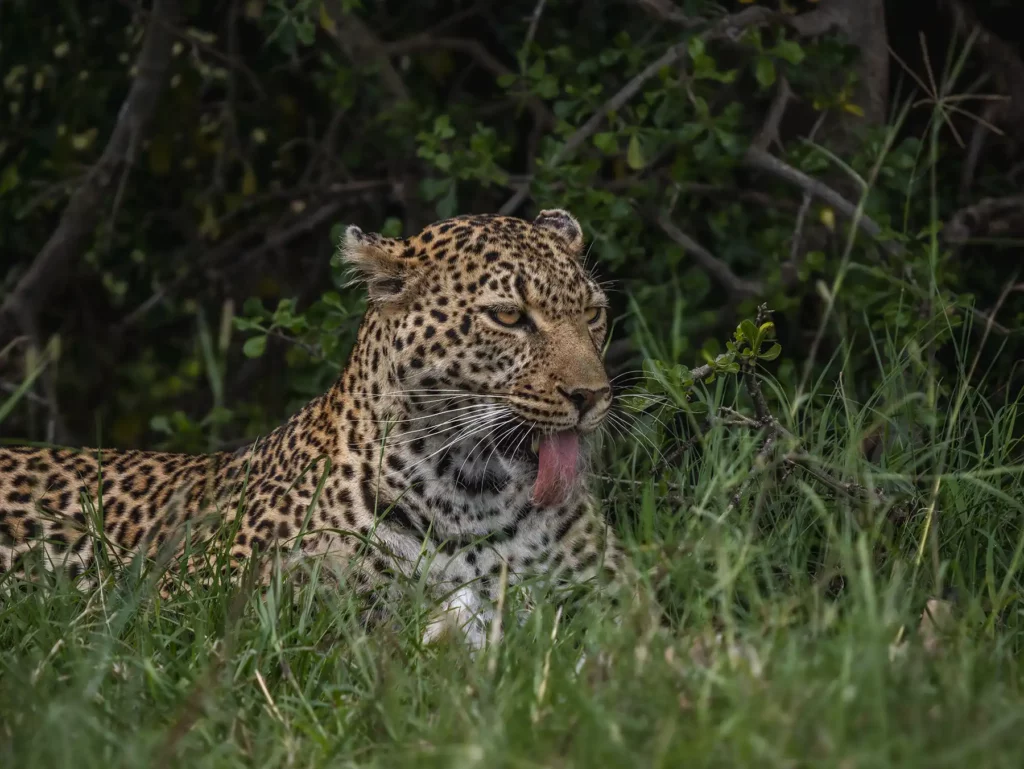 Leopard enjoying a freshly-caught gazelle in the Masai Mara