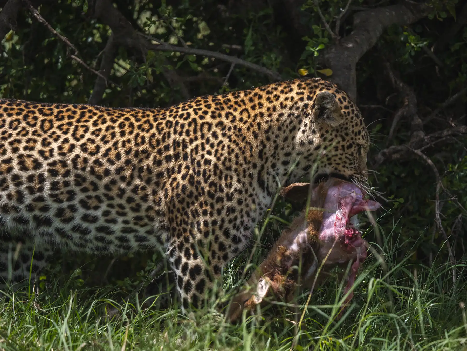 Leopard with a gazelle kill in the Masai Mara, Kenya