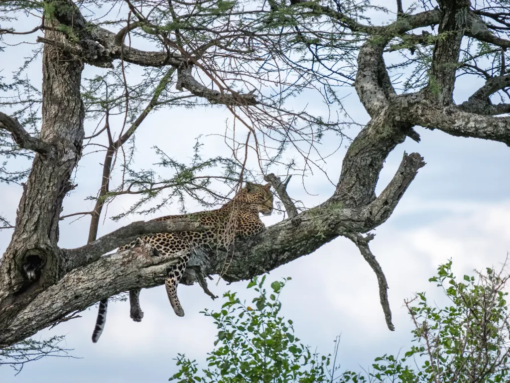 Leopard in a tree in Serengeti National Park, Tanzania