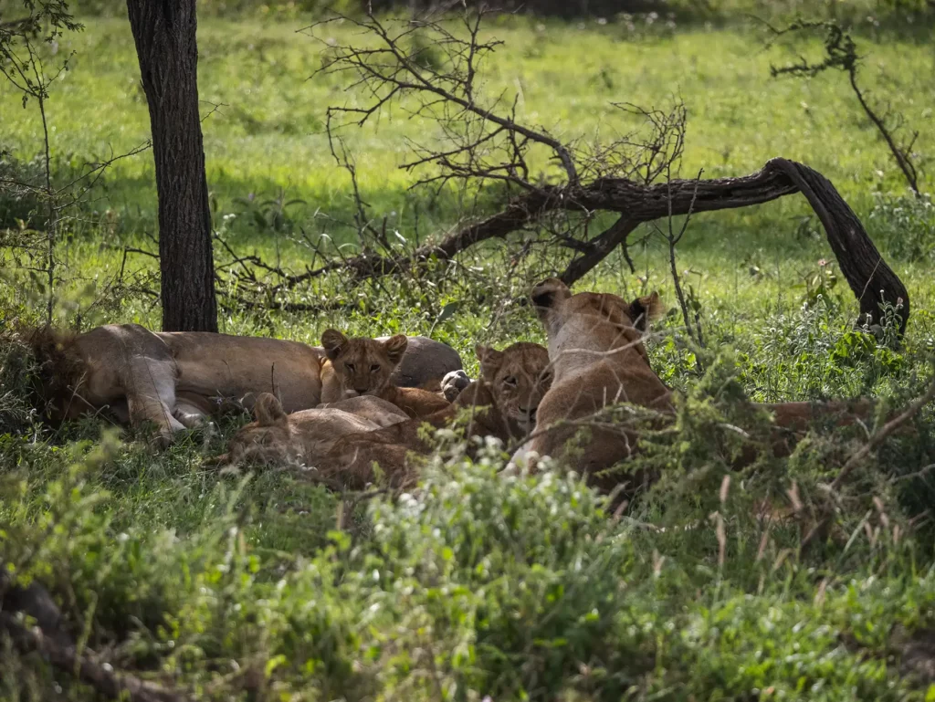 A pride of lions in the Serengeti