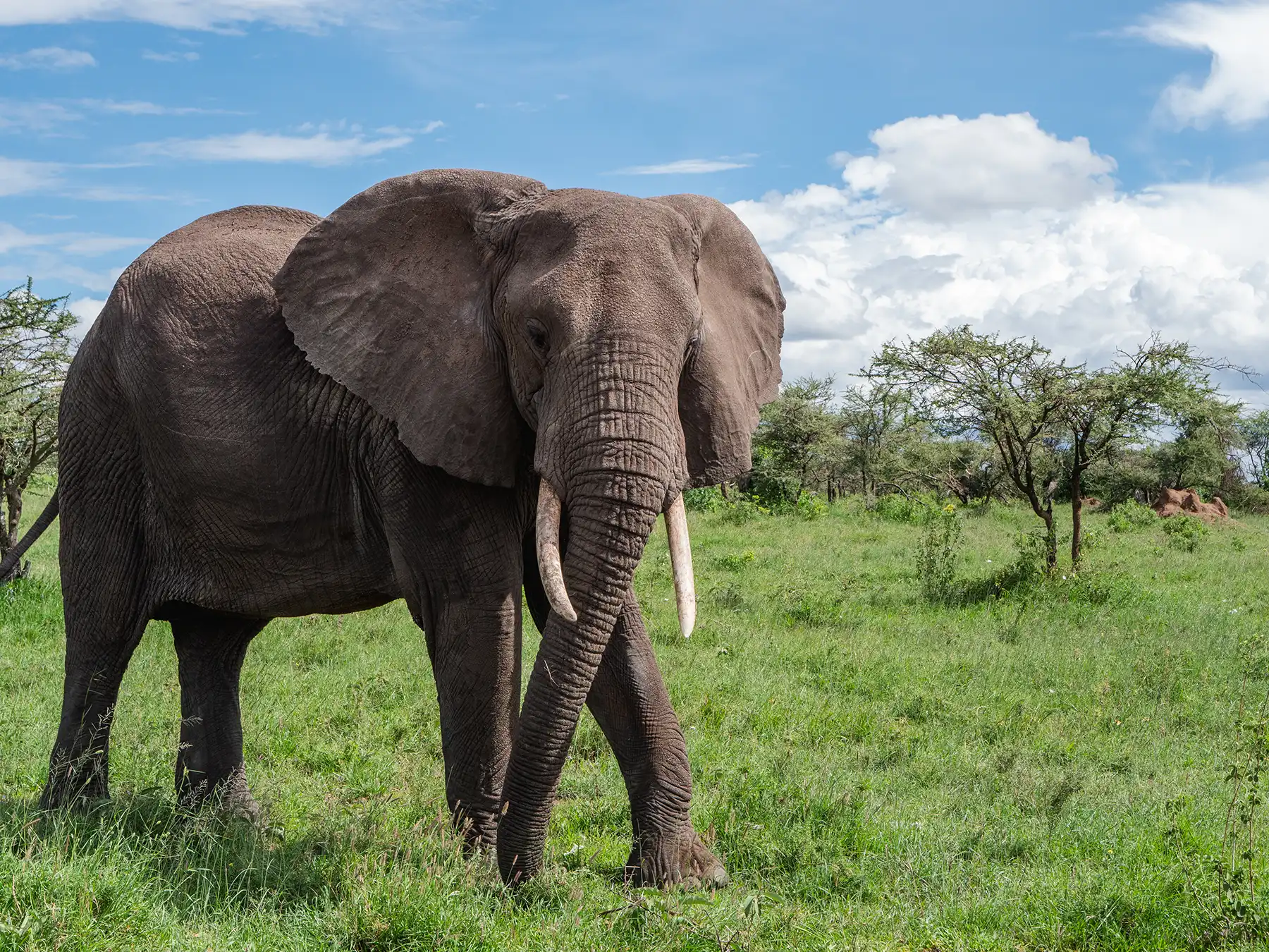 Elephant in Central Serengeti in Tanzania