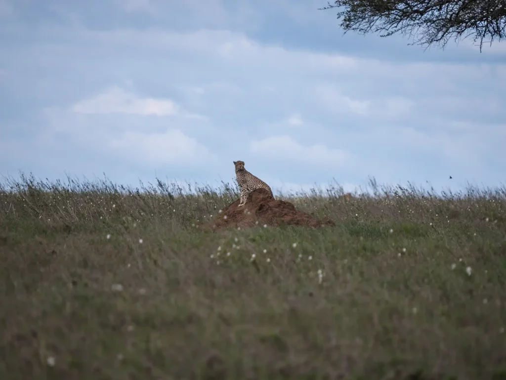 Cheetah in the Serengeti
