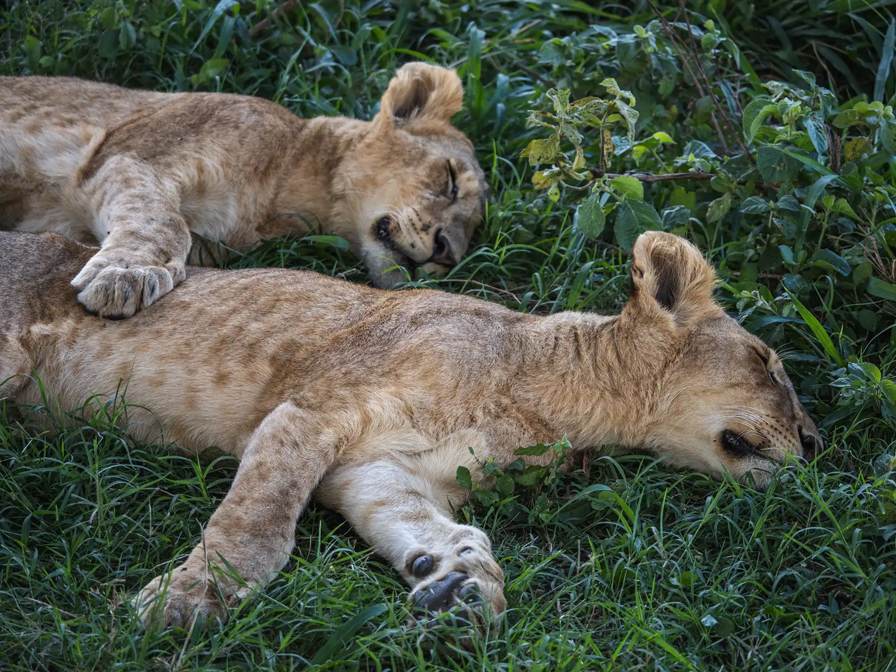 Two lion cubs in Serengeti, Tanzania