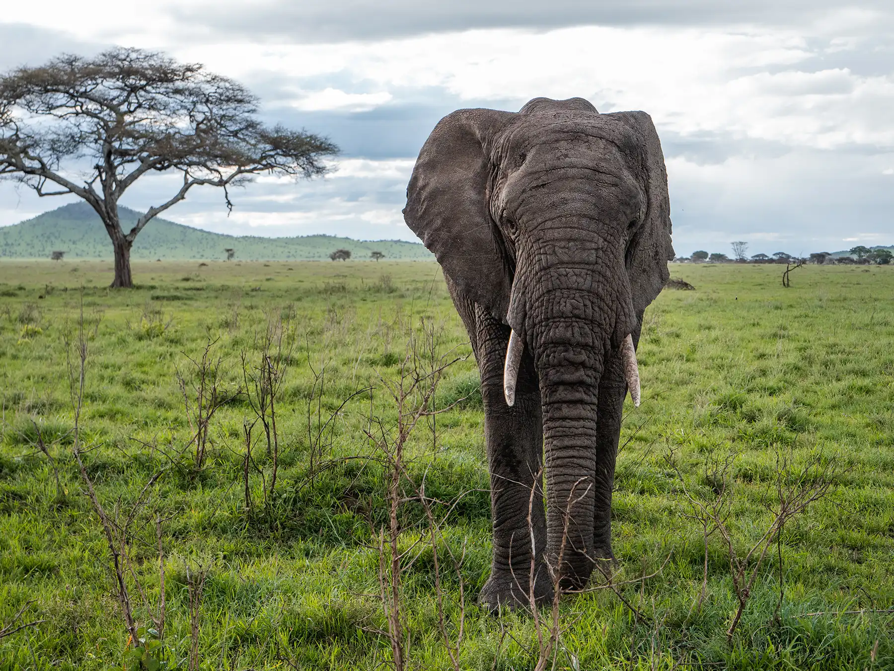 Elephant by a tree in during a Serengeti safari in Tanzania