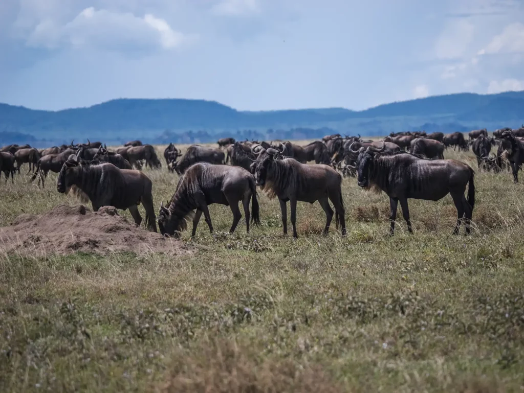 Great migration of wildebeests in the Serengeti