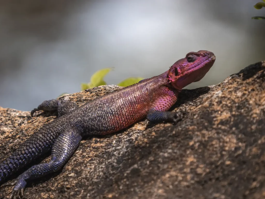 Agama Lizard, Serengeti, Tanzania