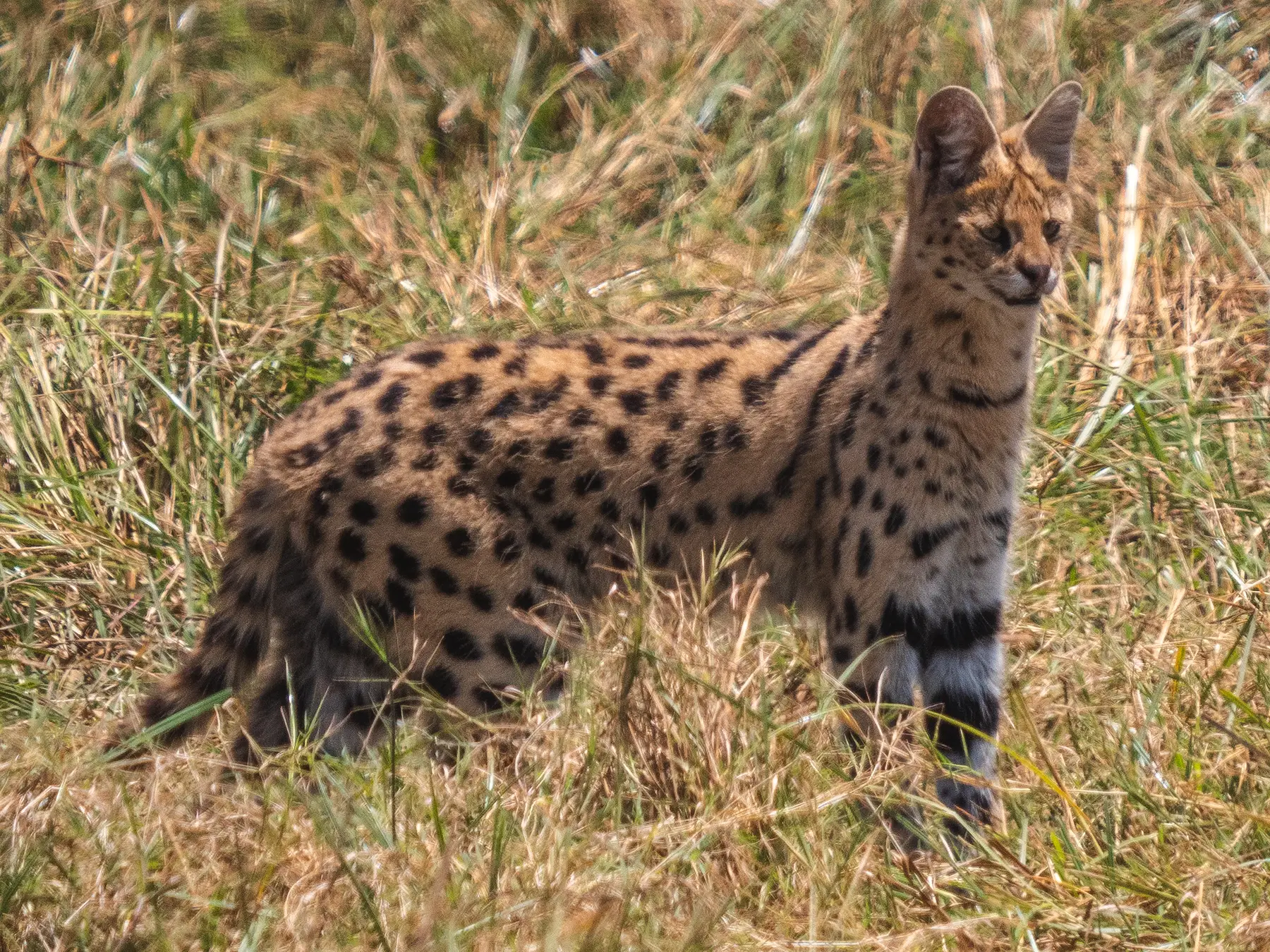 Serval hunting in Ngorongoro Crater