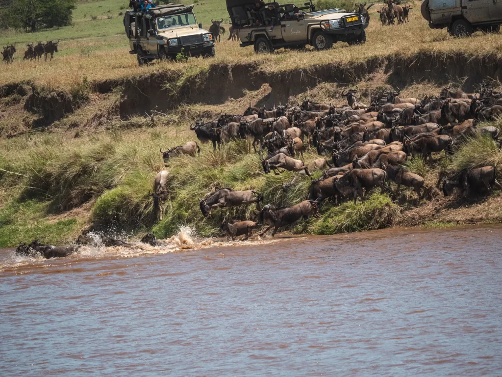 Wildebeests crossing the Mara River in Serengeti as part of the itinerary