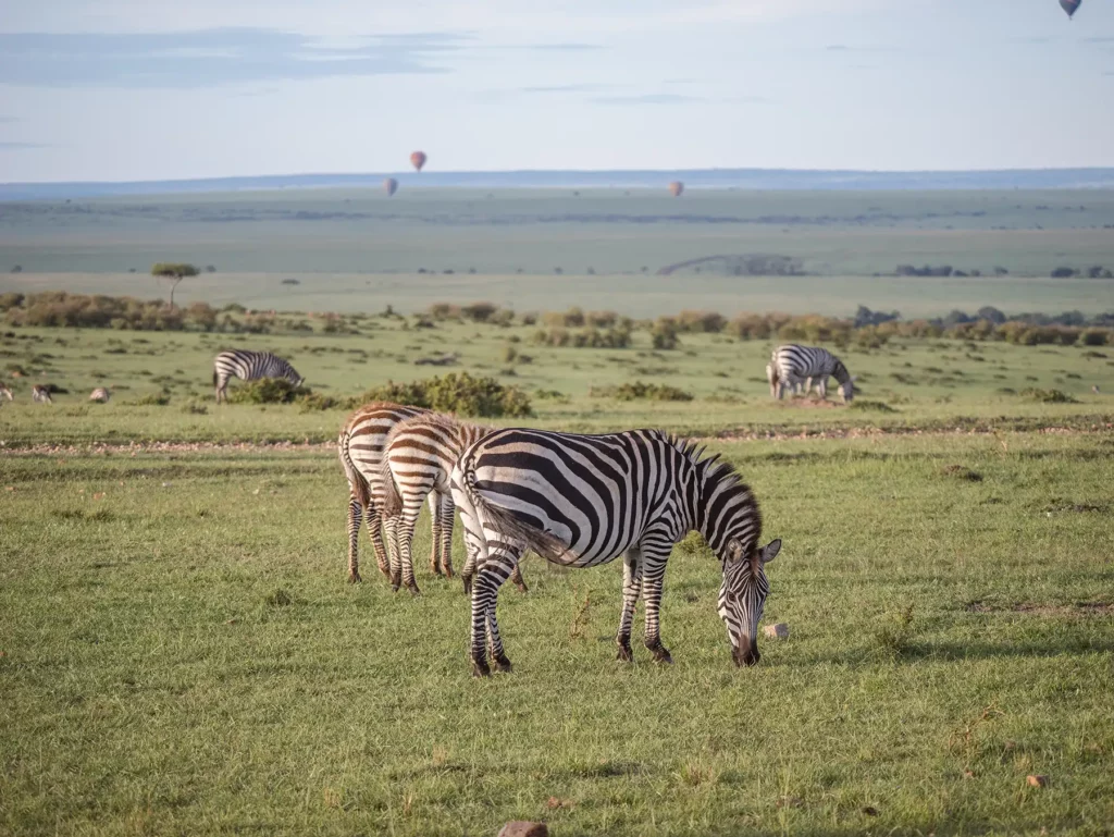 Zebras grazing in the Masai Mara at sunrise