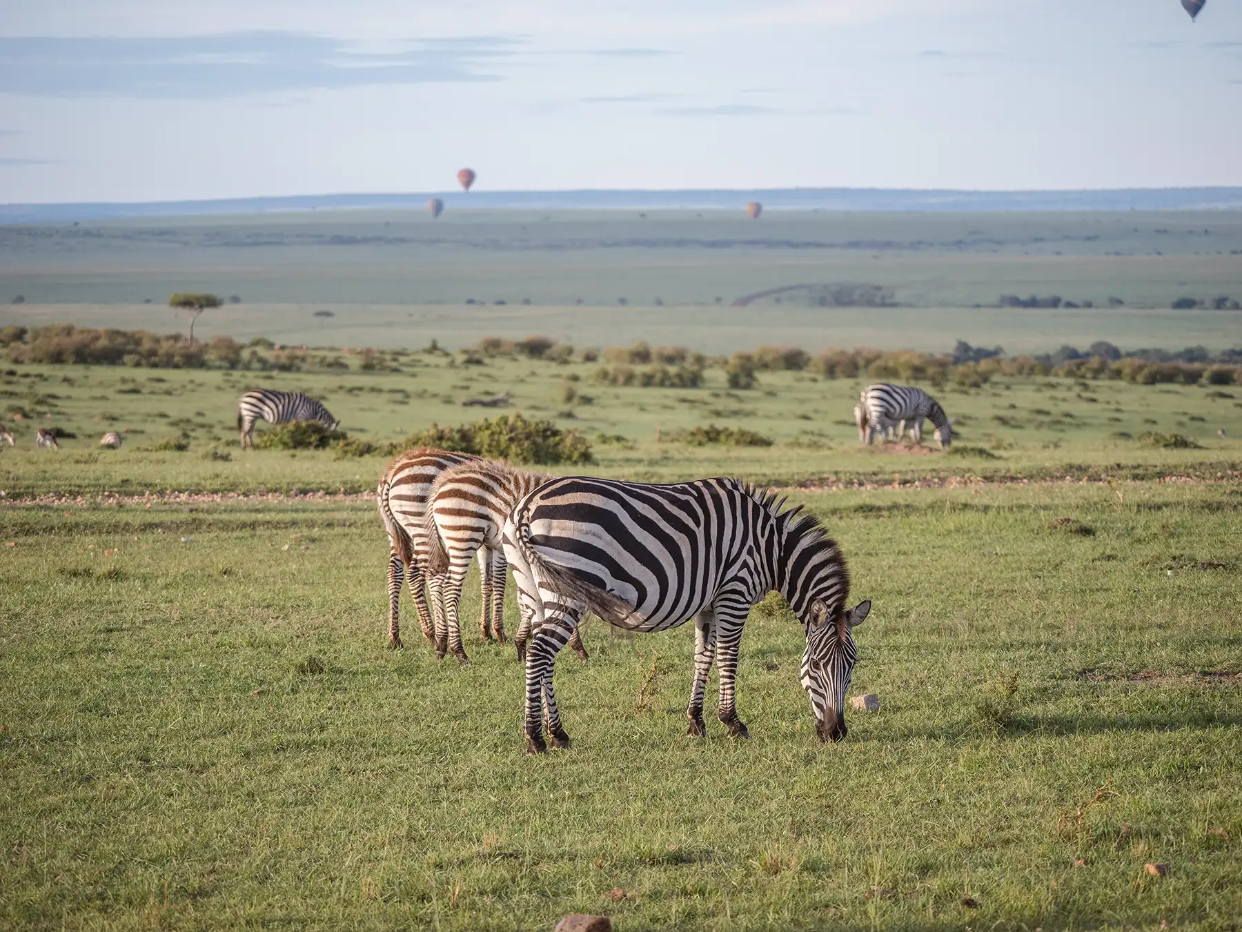 Zebras grazing in the Masai Mara at sunrise with hot air balloons in the background